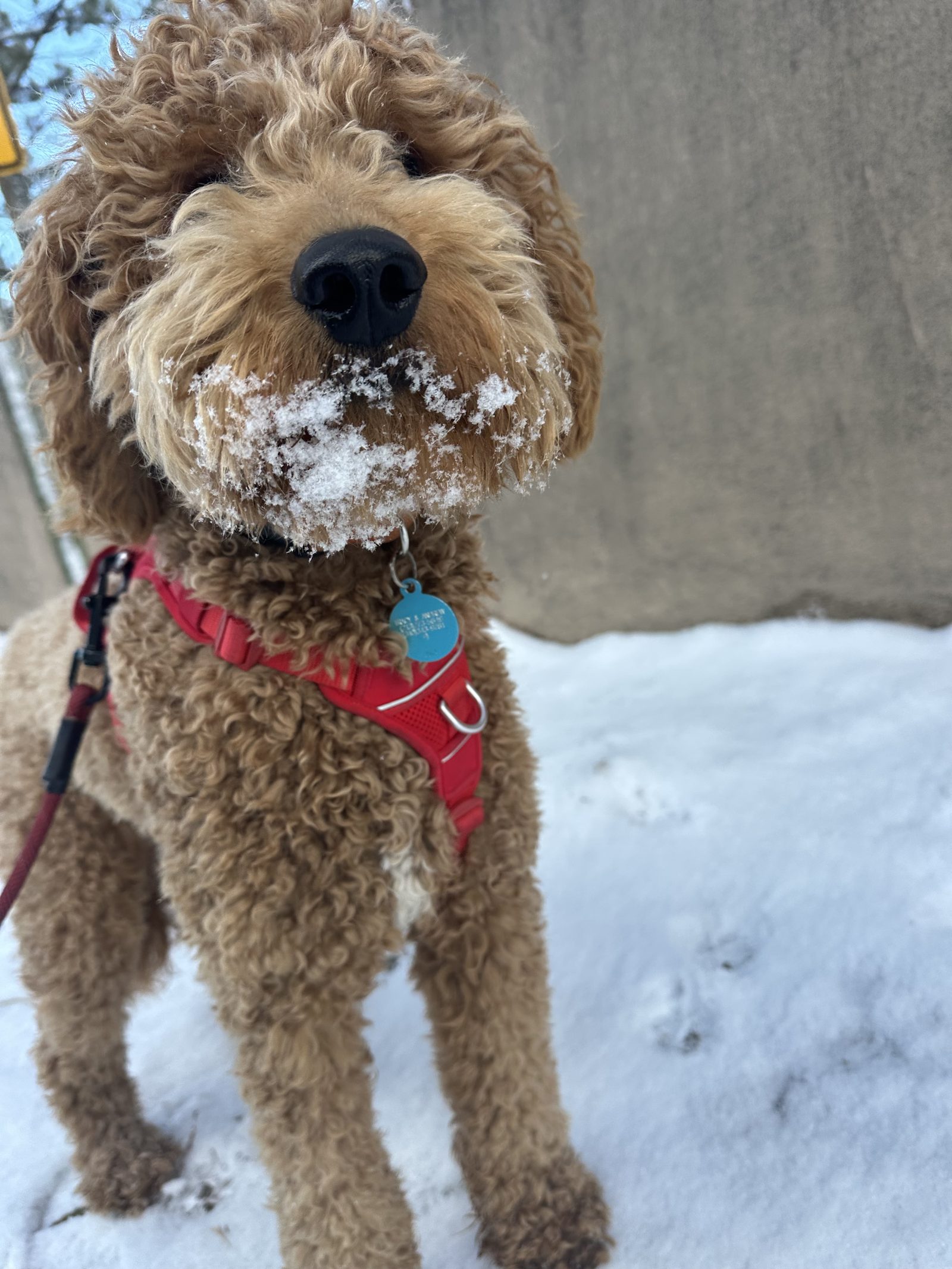 Rumi sitting in fresh snow, snow still on his muzzle and his coat, looking straight at the camera.