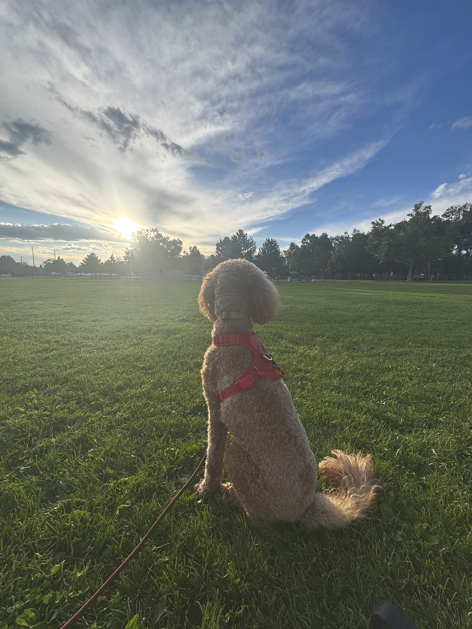 Rumi running through a field at sunset, backlit, ears up and tail going.