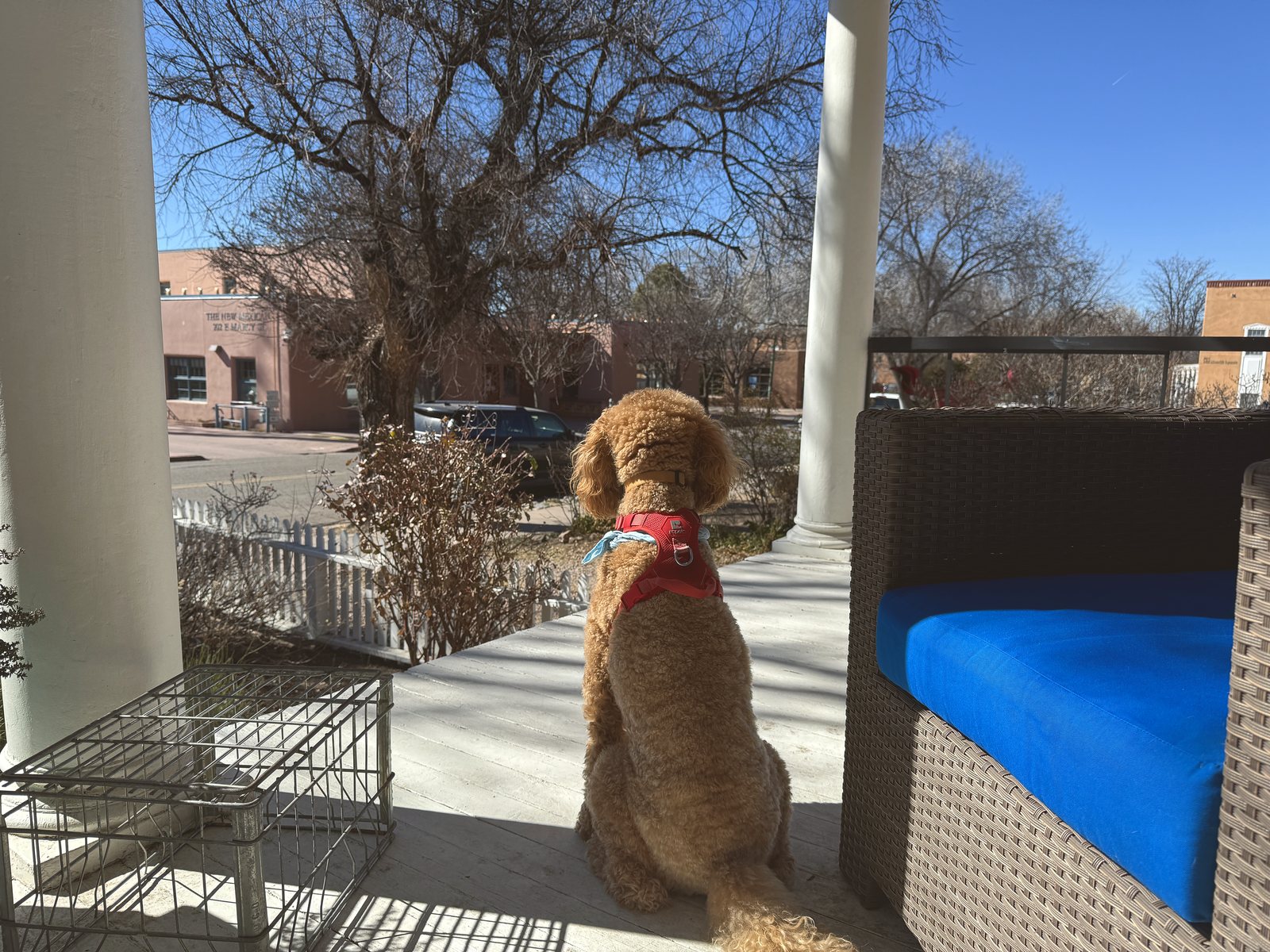 Rumi sitting on the porch between the posts, watching the quiet street and the adobe houses opposite.