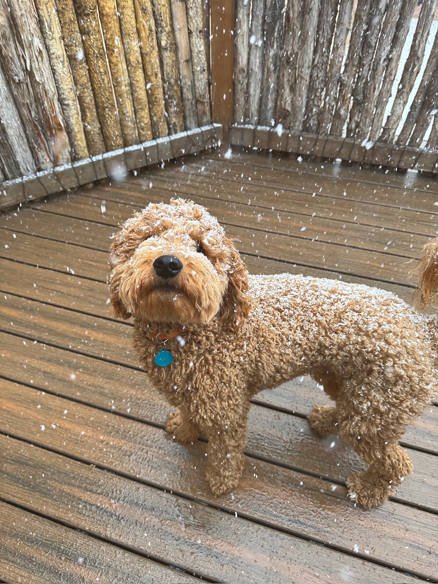 Rumi out on the snow-covered deck, the valley white behind him.
