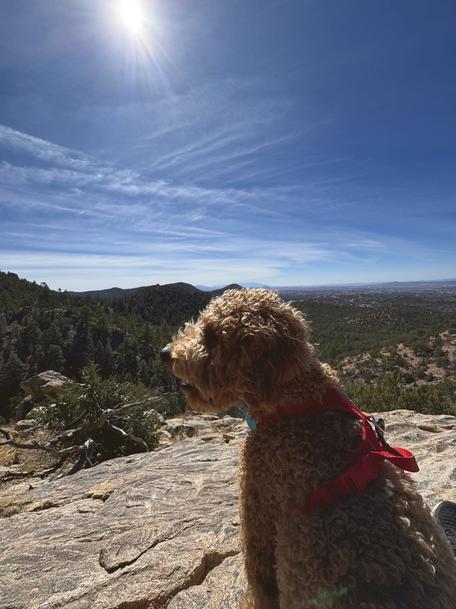 Rumi up on the rock at the top of the trail, the whole valley spread out behind him.