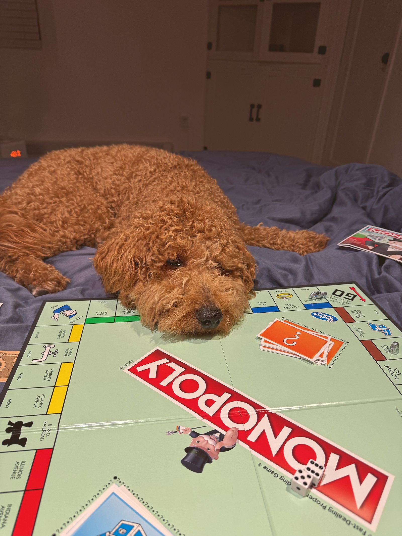 Rumi, a red goldendoodle, fast asleep across a half-played Monopoly board.