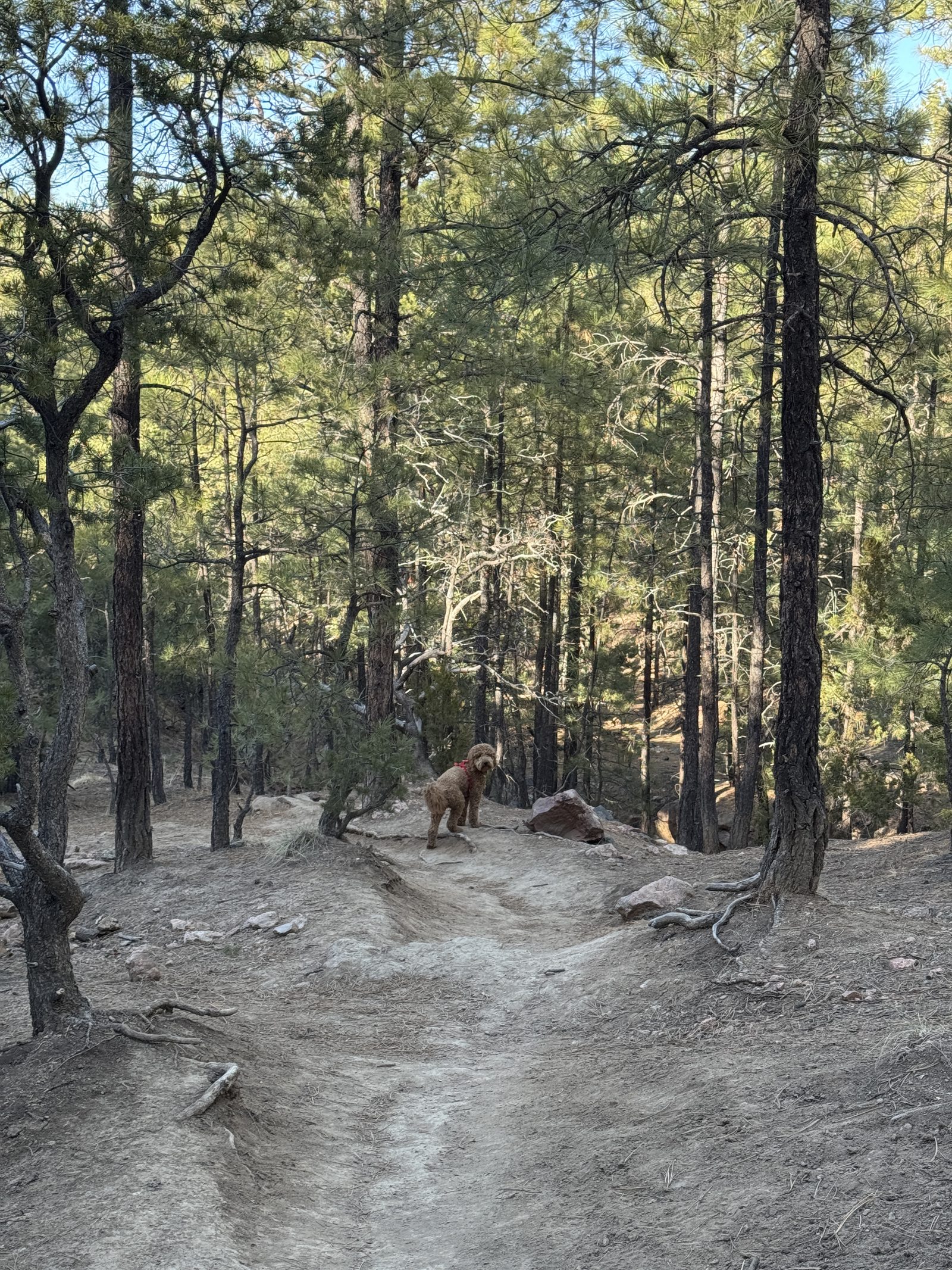 A curly haired dog in a red harness pausing on a pine forest trail, looking back down the path.