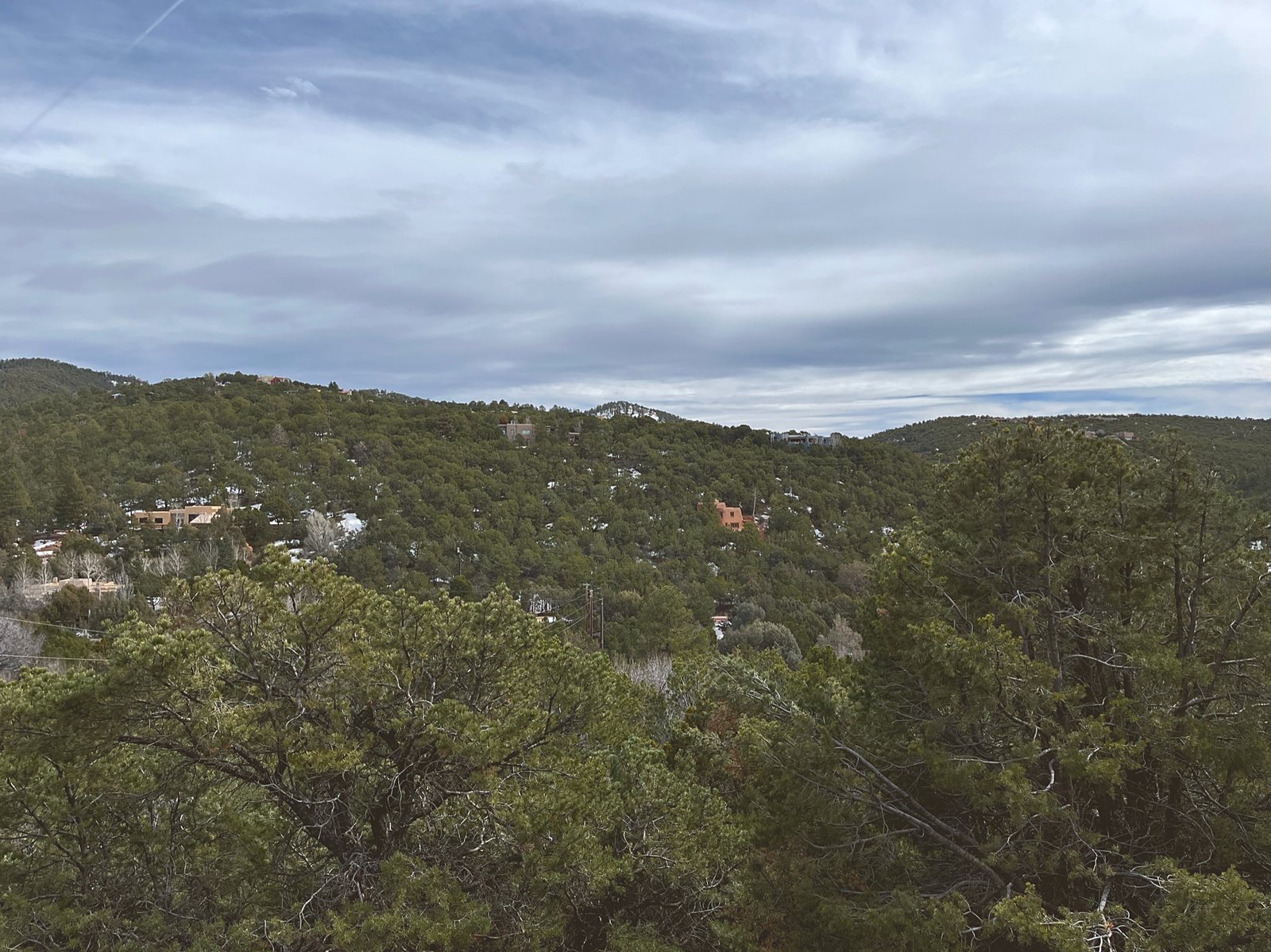A tiled roofline set among tall ponderosa pines.