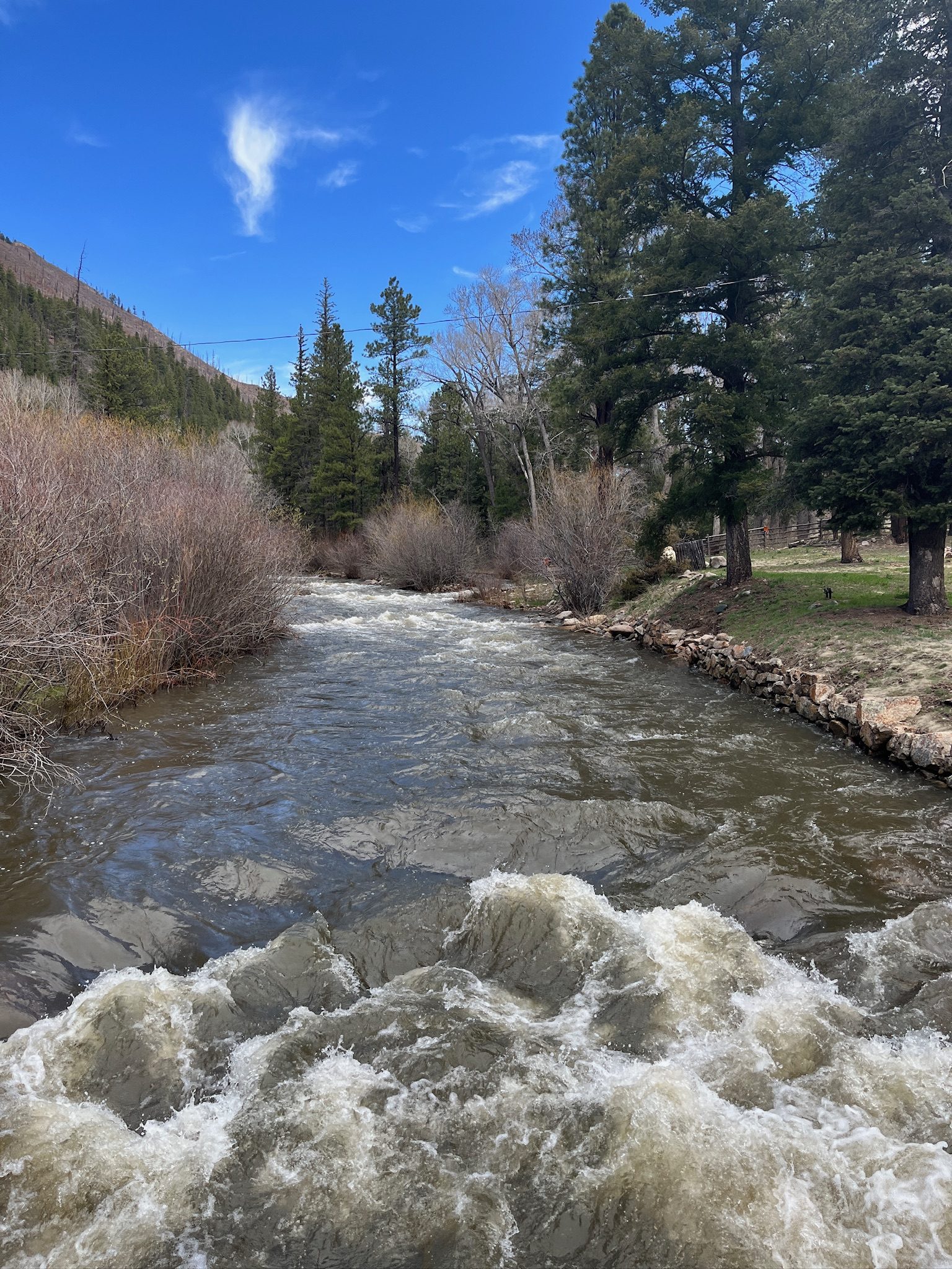 A mountain river running high with spring melt, pines and cottonwoods along the bank under a deep blue sky.