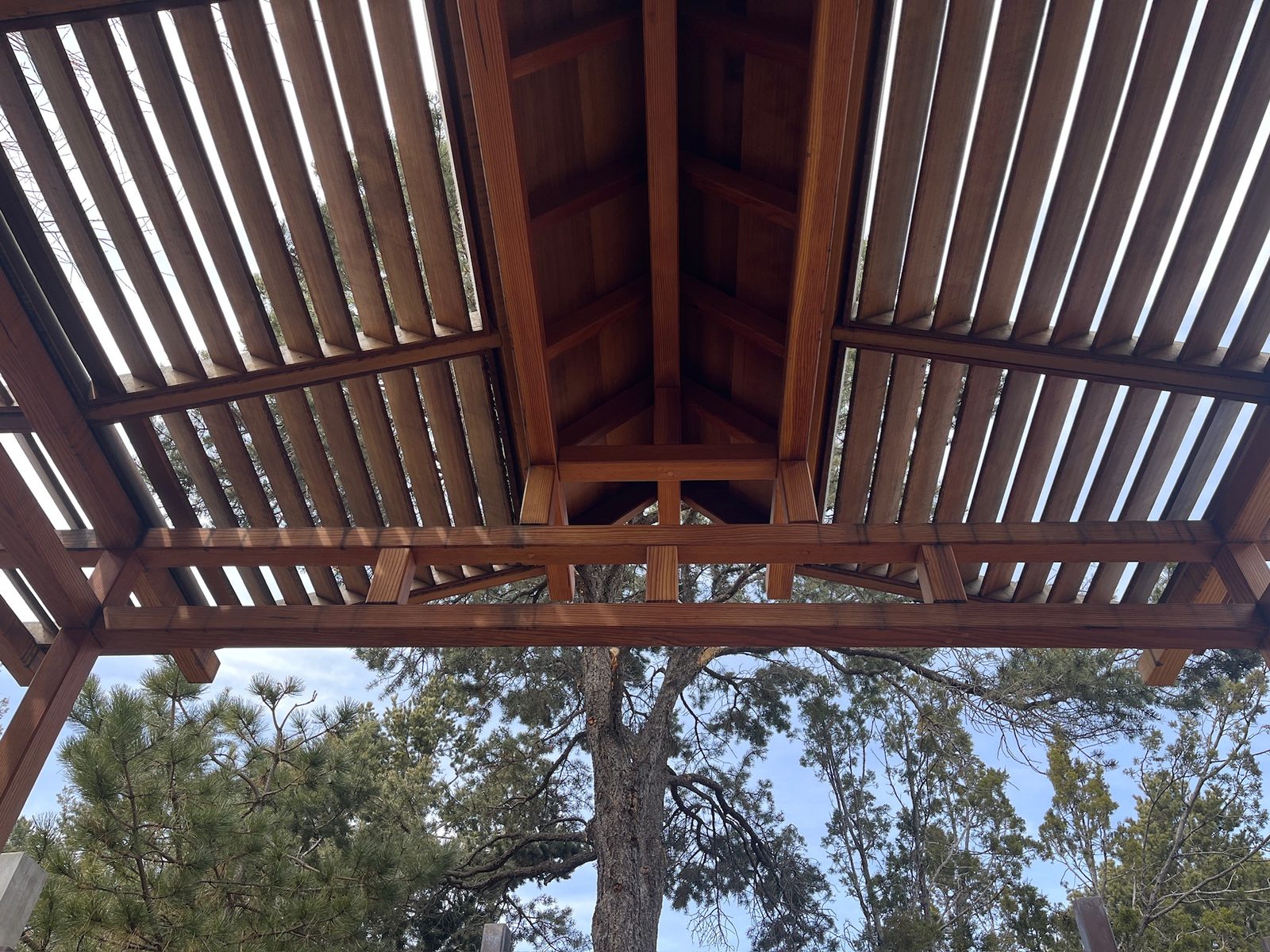 Looking up through the open timber roof at Ten Thousand Waves, a ponderosa overhead.