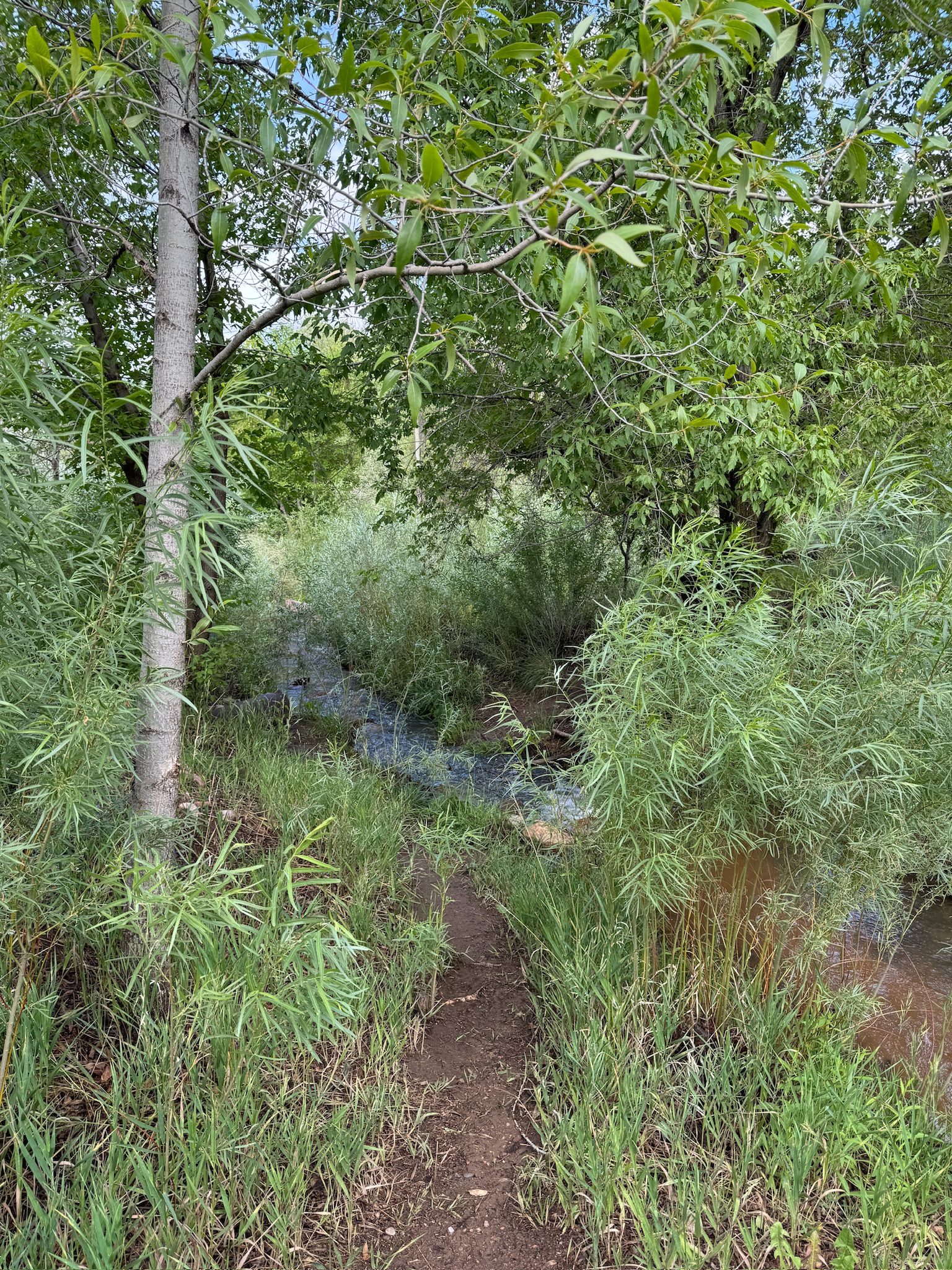 A dirt footpath running beside a small creek, willows and cottonwoods closing over it.