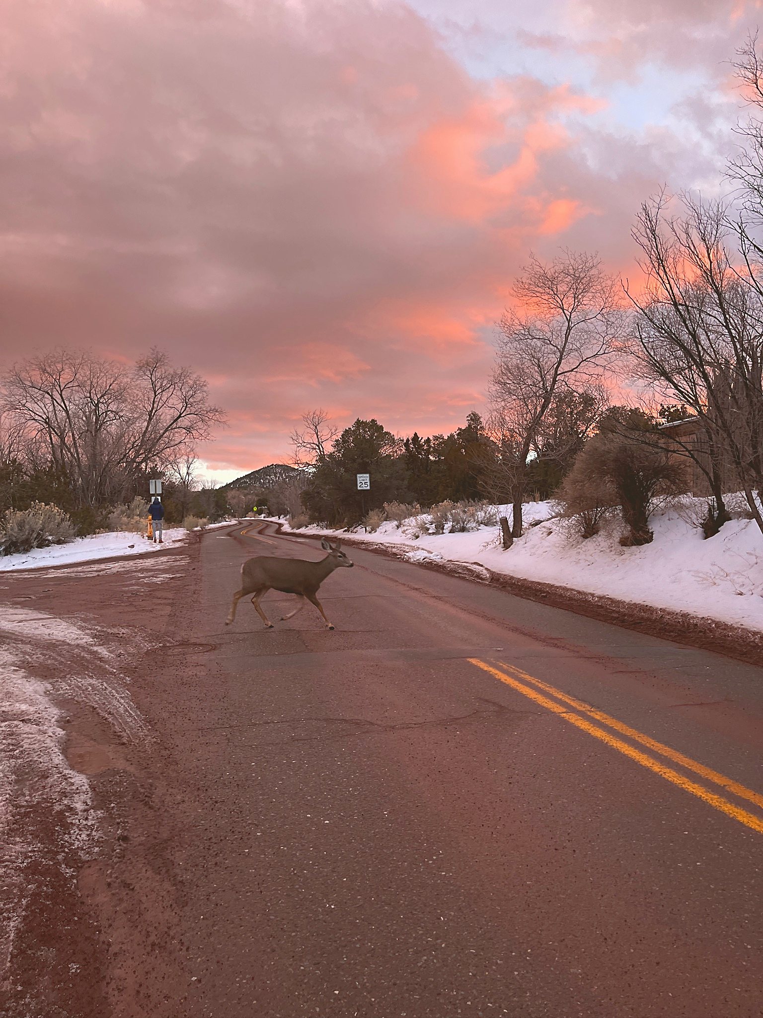 A snowy road at dusk, pink light on the drifts and the pinon.
