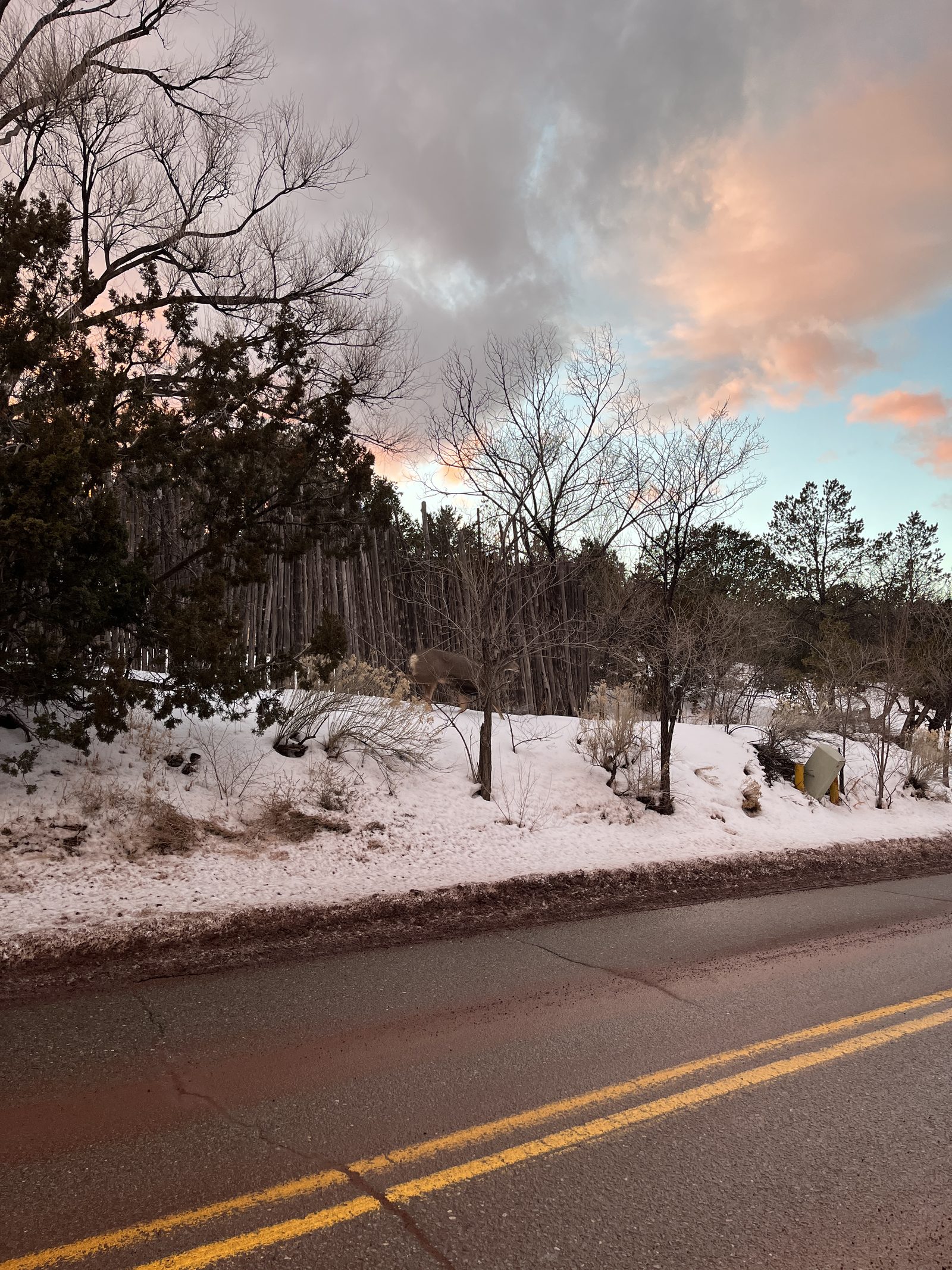 A deer picking through fresh snow along a coyote fence at dusk, pink cloud overhead.